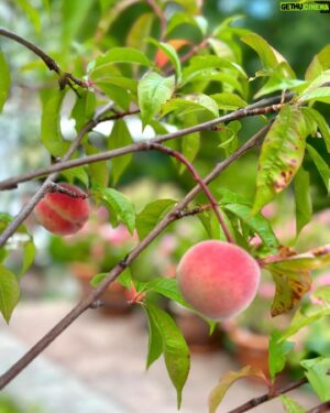 Micael Bindefeld Instagram - Picking Our Homegrown Peaches!!
-
-
Pls swipe for more 🍑🍑🍑
-
-
This cute peach tree was given to us from our dear friend and my garden guru @victoriaskoglund of @zetasgarden !!
-
-
I have kept it in our heated greenhouse during winters and pollinated the flowers by hand with a tiny brush!
-
-
I think I will plant it in my garden this summer since it’s supposed to be a winter hardy peach!
-
-
Anyway. The peaches are cute, furry and super sweet!
Sooo delicious. 
-
-
Thank you @victoriaskoglund 
-
-
The huge gorgeous pot with a lovely patina I bought at @dromhuset 
-
-
#persikor #persikorfrånegetträd #egenodlatärbäst #egenodlat #peaches #peachtree #aspvik