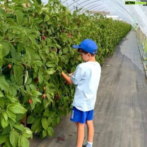 Micael Bindefeld Instagram - Världens Finaste Hallon!!
-
-
Svep för fler 🍓🍓🍓
-
-
Inte så långt från Hultsfred i Småland ligger underbara @axelssonsiaby !!
-
-
Helt fantastisk självplock av både hallon och jordgubbar!
Deras hallon är enorma! Stora, vackra och supersöta!
-
-
På gården finns också en fantastisk gårdsbutik och ett mysigt fik!!
Missa inte denna guldgruva!
-
-
#självplock #självplockjordgubbar #hallon #storaaby #axelsonsiaby