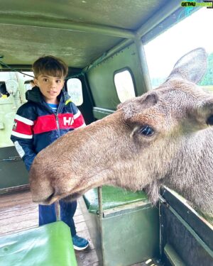 Micael Bindefeld Instagram - Kissed by a Moose!!
-
-
Pls swipe for some real fun picts of more 🫎🫎🫎
-
-
We’re in love with the Moose Safari at @virumalgpark !!
It created a totally unique way to actually “meet” some amazing moose and their calves. 
-
-
The staff is attentive, knowledgeable and super kind!
-
This is a “must” for both kids and parents!
-
We had a blast despite the rain. And our kids will never forget Oscar, Hugin, Mumin, Fritt, Saga or any of the other moose!
Oscar became an instant favorite!
-
-
Thank you @virumalgpark for giving us these amazing memories!
No. This is not a sponsored ad!
We’ve paid our entrance fees just like everyone else!
-
-
#virumälgpark #moosesafari #älg #älgsafari #virum #sommarlov #småland