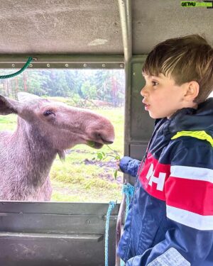 Micael Bindefeld Instagram - Kissed by a Moose!!
-
-
Pls swipe for some real fun picts of more 🫎🫎🫎
-
-
We’re in love with the Moose Safari at @virumalgpark !!
It created a totally unique way to actually “meet” some amazing moose and their calves. 
-
-
The staff is attentive, knowledgeable and super kind!
-
This is a “must” for both kids and parents!
-
We had a blast despite the rain. And our kids will never forget Oscar, Hugin, Mumin, Fritt, Saga or any of the other moose!
Oscar became an instant favorite!
-
-
Thank you @virumalgpark for giving us these amazing memories!
No. This is not a sponsored ad!
We’ve paid our entrance fees just like everyone else!
-
-
#virumälgpark #moosesafari #älg #älgsafari #virum #sommarlov #småland