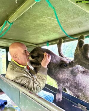 Micael Bindefeld Instagram - Kissed by a Moose!!
-
-
Pls swipe for some real fun picts of more 🫎🫎🫎
-
-
We’re in love with the Moose Safari at @virumalgpark !!
It created a totally unique way to actually “meet” some amazing moose and their calves. 
-
-
The staff is attentive, knowledgeable and super kind!
-
This is a “must” for both kids and parents!
-
We had a blast despite the rain. And our kids will never forget Oscar, Hugin, Mumin, Fritt, Saga or any of the other moose!
Oscar became an instant favorite!
-
-
Thank you @virumalgpark for giving us these amazing memories!
No. This is not a sponsored ad!
We’ve paid our entrance fees just like everyone else!
-
-
#virumälgpark #moosesafari #älg #älgsafari #virum #sommarlov #småland