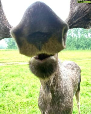 Micael Bindefeld Instagram - Kissed by a Moose!!
-
-
Pls swipe for some real fun picts of more 🫎🫎🫎
-
-
We’re in love with the Moose Safari at @virumalgpark !!
It created a totally unique way to actually “meet” some amazing moose and their calves. 
-
-
The staff is attentive, knowledgeable and super kind!
-
This is a “must” for both kids and parents!
-
We had a blast despite the rain. And our kids will never forget Oscar, Hugin, Mumin, Fritt, Saga or any of the other moose!
Oscar became an instant favorite!
-
-
Thank you @virumalgpark for giving us these amazing memories!
No. This is not a sponsored ad!
We’ve paid our entrance fees just like everyone else!
-
-
#virumälgpark #moosesafari #älg #älgsafari #virum #sommarlov #småland
