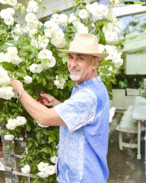 Micael Bindefeld Instagram - White Roses!!
-
-
Pls swipe for more 
-
-
My kitty Isaac and myself photographed in our garden at Aspvik next to one of my favorite roses!
-
-
Crispy white rose with a mild and sweet scent growing next to my greenhouse. 
-
-
Photos by kind permission of @angelicasoderberg_photographer exclusively for @viivilla_sverige !!!
-
-
#rosegarden #rosor #rosenträdgård #mycat #ragdoll #whitecat