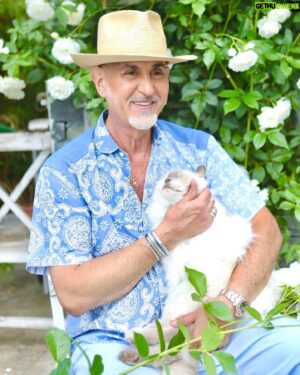 Micael Bindefeld Instagram - White Roses!!
-
-
Pls swipe for more 
-
-
My kitty Isaac and myself photographed in our garden at Aspvik next to one of my favorite roses!
-
-
Crispy white rose with a mild and sweet scent growing next to my greenhouse. 
-
-
Photos by kind permission of @angelicasoderberg_photographer exclusively for @viivilla_sverige !!!
-
-
#rosegarden #rosor #rosenträdgård #mycat #ragdoll #whitecat