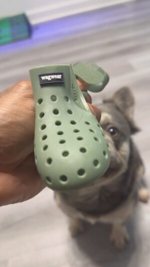Michael Anthony Instagram - I bought @pablo_escobark____ some puppy crocks. If you’re one of my subscribers and you’re local I have 2 pair to give away for free