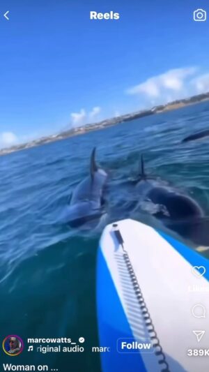 Michael Beach Instagram - Orcas are apex predators and hunt in packs and have NO predators against them. It’s true that it is very rare for them to hunt humans but If you were in this situation would that fact matter to you??? Would you be calm and unbothered? Or would you panic?