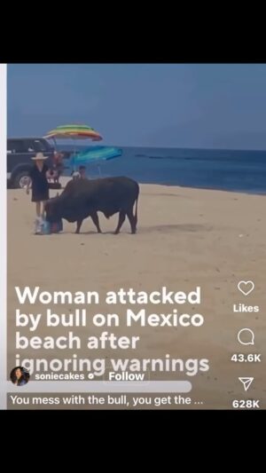 Michael Beach Instagram - Some people are #bullheaded beyond belief 🤦🏽‍♂️
…
#beachbabe #beachdecor #beachbrawl #beachbag #beachcleanup #beaching #idiocy #idiocyatitsfinest