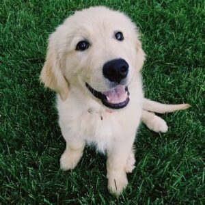Michael Campion Instagram - We're sad to share that the Fullers' faithful dog Cosmo, who grew up on our set, passed away after complications from surgery. He was the best set dog anyone could ask for. Rest easy ❤️