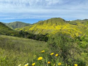 Michael D. Cohen Instagram - Southern California has waterfalls and wildflowers and waterfalls and wildflowers! #escondidofalls #20milesfromhome