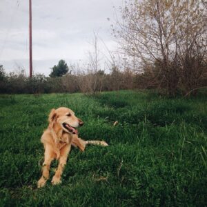Michael Dante DiMartino Instagram - Truman at the park. #VSCOcam