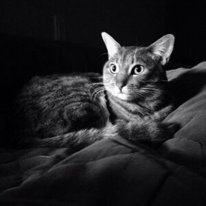 Michael Dante DiMartino Instagram - Kitty glamour shot. #VSCOcam