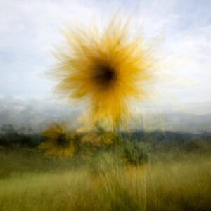 Michael Dante DiMartino Instagram - #sunflower #abstract #lightroommobile