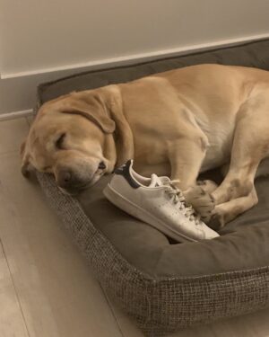 Michael Keaton Instagram - 2 things-as a dog, “mission accomplished” and also, getting rested up for the inauguration. Congratulations from Amos to Joe/Kamala