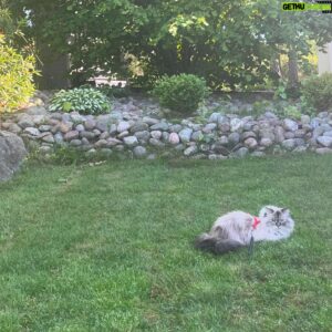 Michael Monroe Instagram - 💚☘️🍃🐈‍⬛