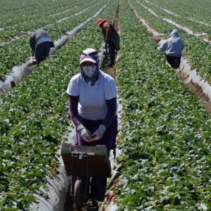 Michael Peña Instagram - My parents were farmers. Their parents were farmers. Thank you to those who work through this pandemic. It can’t be easy.