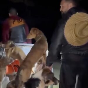 Michel Pereira Instagram - Michel Pereira rescuing animals from the floods in Rio Grande do Sul ❤️ (via @happypunch @michelpereiraufc)