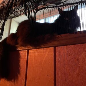 Michelle Belanger Instagram - Remy stole the window & Bliss is annoyed. A story in two parts. #catsofinstagram #catstagram #BlackCats #MaineCoon #RescueCat #FloofyCat #Floof #WindowWars