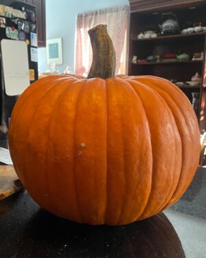 Michelle Belanger Instagram - The pumpkinating has commenced! Three gloriously orange gourds carved up in the name of spooky fun! 🎃🎃🎃 #halloween #jackolantern #spookyseason #pumpkin #fallfun🍁