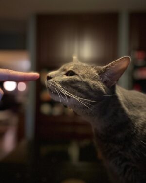 Michelle Belanger Instagram - Ozzie & @elyriarose recreate the Sistine Chapel’s famous “Creation of the Boop” #catsofinstagram #tabbycat #cuteanimals