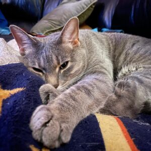Michelle Belanger Instagram - Ozymandias, Cat of Cats, snoozing on his favorite spot on the couch (he hangs out with me & my @elyriarose at the end of the day when we watch a few episodes of our latest show). #catsofinstagram #BengalCat #RescueCat #CuteAnimal #catstagram