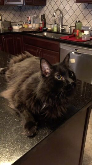 Michelle Belanger Instagram - Sad news: we lost this beautiful boy at 4:44 am after a long struggle with cancer (I stayed with him & he passed in my arms). Farewell, dearest Remy, who loved everyone - human & animal - you ever met. Rest easy now the pain is gone. #RainbowBridge #MaineCoon #CancerSucks #RIP #memorial #ReacueCat