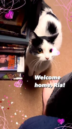 Michelle Belanger Instagram - New kitty! We added Ria to the family a couple weeks ago & tonight she gets access to one floor of the house so she & our other three cats can comfortably acclimate to one another. Sound on 🔈 - she has the cutest little meep #catsofinstagram #rescuecat #newkitty
