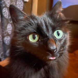 Michelle Belanger Instagram - Bliss the cat. Elegant. Noble. 

Also, #blep 

#catsofinstagram #catstagram #blackcat #cutecats