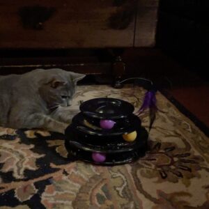 Michelle Belanger Instagram - Spooky Season - or When I Buy Silly Themed Toys for the Cats. 

This one’s a hit. Ozzy figured it out right away. Remy is a little less sure. #catsofinstagram #BlackCat #BengalCat #MaineCoon #Halloween #SpookySeason #Floof #cuteanimals 

This came from @chewy by the way. Finally, toys that match my décor 🧛🏻‍♂️