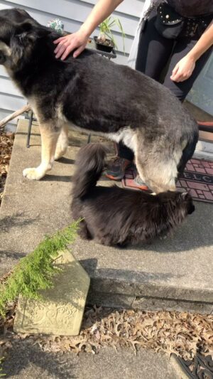 Michelle Belanger Instagram - Memories: our sweet Maine Coon Remy with his best friend of all time, our neighbors’ gentle German shepherd, Gunner. Soon to be reunited. #RainbowBridge
