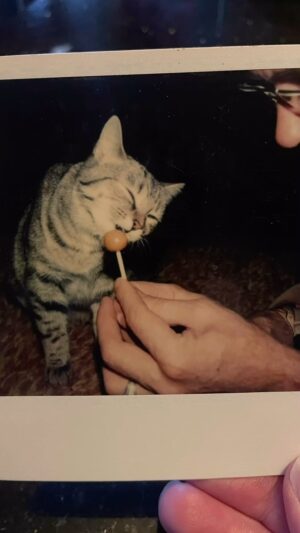 Michelle Belanger Instagram - My grandfather’s cats. Among the things my grandfather left to me is a photo album filled almost completely with pictures of his cats. Most of them are Polaroids. Unfortunately, he left no names or other identifiers. Just years of love and delight. Which I share now with you 🐈‍⬛ #catsofinstagram #catsofinsta #caturday #catsareawesome #polaroids #oldphotos #familyphotos