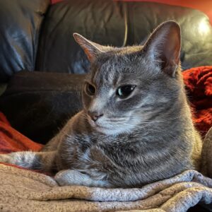 Michelle Belanger Instagram - Ozzie says, “Hey there,” on this drizzly, grey Sunday afternoon #catsofinstagram #tabbycat #cutecats