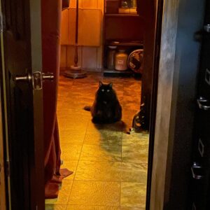 Michelle Belanger Instagram - Remy the Cat is a Void Owl #catsofinstagram #catstagram #blackcat #mainecoon #creepy #witchyvibes