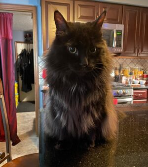 Michelle Belanger Instagram - Happy #Caturday from our Great Black Floof, Remy #catsofinstagram  #MaineCoon #BlackCat