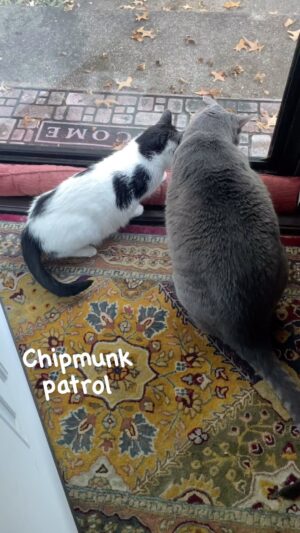 Michelle Belanger Instagram - Ozzie & Ria on patrol. Look at that tail twitch! Ozzie’s part rattler 🐍 #catsofinstagram #tabbycat