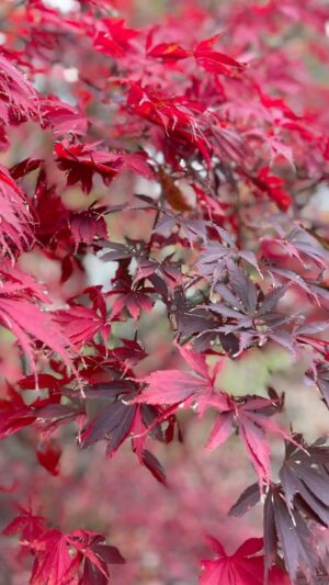 Michelle Belanger Instagram - Autumn textures. All photos by me. #fallcolors #autumnvibes🍁 #leaves🍁 #halloween