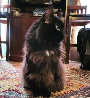 Michelle Belanger Instagram - Remy wishes you a very floofy #Caturday #BlackCat #FloofyCat #VoidCat #catsofinstagram #MaineCoon