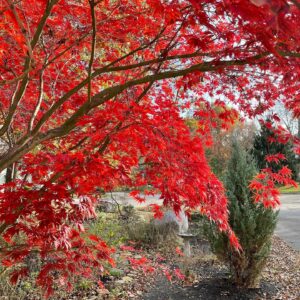 Michelle Belanger Instagram - Fall colors from my front door. No filter. This little Japanese maple is simply that gorgeous. #autumn #fallcolors🍁🍂 #ohio #nature