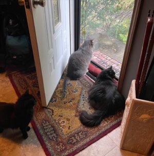 Michelle Belanger Instagram - It’s a moody fall day in NE Ohio - leaves skirling in the yard, grey skies, a light drizzle. And FINALLY I have a rare picture of all three of our cats hanging out together. Ozzy (grey tabby) & Remy (black Maine Coon) sit in front of the door watching the fall leaves while tiny Bliss (half squirrel? Ferret? Caithe-Sidhe?!? We don’t know!) investigates from a cautious distance. I love these fuzzy rascals. #catsofinstagram #catstagram #MaineCoon #BengalCat #RescueCat #Floof #CuteAnimals #autumn #October #Ohio
