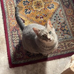 Michelle Belanger Instagram - Ozzy is the cutest little guy. And by “little” I mean 20 lbs of wild #BengalCat love. #RescueCat #catsofinstagram #catstagram #tabbycat #CuteAnimals