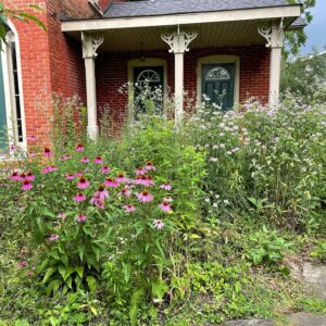 Michelle Belanger Instagram - The gardens are wild at Inspiration House. Bee balm, echinacea, fleabane, angelica, and more are abuzz with happy pollinators. And I have lots of witchy harvesting to do when it’s not storming outside. #pollinatorgarden #pollinators #garden #witchyvibes #cottagecore #witchcraft #herbalism #wildflowers #ohio #oberlin
