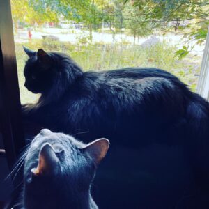 Michelle Belanger Instagram - A taste of autumn on the air & the boys enjoy a little window time. Pictured: Remy, a black Maine Coon, reclining along the sill. Ozzy, a grey & white tabby-striped Bengal mix, inquisitively sniffing the air. #autumnvibes #BlackCat #BengalCat #MaineCoon #RescueCat #October #Ohio #FallDays