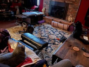 Michelle Belanger Instagram - POV: you have three cats and wherever you go, they go. Clockwise from my leg: Ozzie (grey tabby); Remy (Maine Coon smoke); Bliss (fey cat of otherworldly disposition) #blackcat #catsofinstagram #rescuecat #tabbycat #MaineCoon #cuteanimals