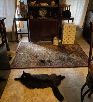 Michelle Belanger Instagram - Still Life, with Cats #cats #catsofinstagram #mainecoon #floof #blackcat