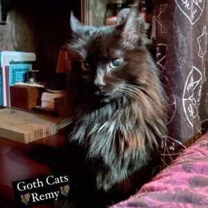 Michelle Belanger Instagram - The big, sassy star of our household, Remy the Maine Coon, aka Floofycat, aka P. Remington Fluffybottom #GothCats #BlackCats #MaineCoon #SpookyCute #Peekaboo