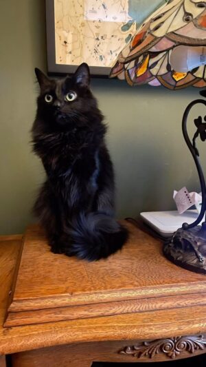Michelle Belanger Instagram - #CatBreak with Bliss #BlackCat #catsofinstagram #catstagram #Rescuecat #WitchyCat