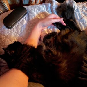 Michelle Belanger Instagram - Bliss has made herself very comfortable. Looks like I’ll be typing with one hand for a while. 😸 #catsofinstagram #catstagram #BlackCat #floof #floofycat #cuteanimals