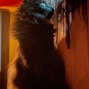 Michelle Belanger Instagram - Goth cats in a spooky goth house? Yes, please. Starring Remy, Bliss, Ozzie & Ria #cats #rescuecats #blackcats #goth #witchyvibes