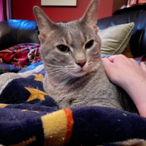 Michelle Belanger Instagram - Ozzie the cat looking dapper. #catsofinstagram #BengalCat #RescueCat #catstagram #tabbycat