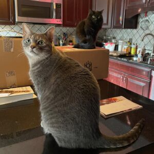 Michelle Belanger Instagram - Packages have arrived! Ozzie and Bliss are on it - in Bliss’s case, literally 😹 #blackcat #tabbycat #catsofinstagram #floof #rescuecat 

Really excited about the @kingarthurbaking order. They have such great stuff!