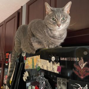 Michelle Belanger Instagram - Ozzie hangs out on top of the fridge … and maybe a little bit over it #catsofinstagram #rescuecat #tabbycat #chonk
